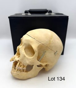 Authentic Human Skull in Box