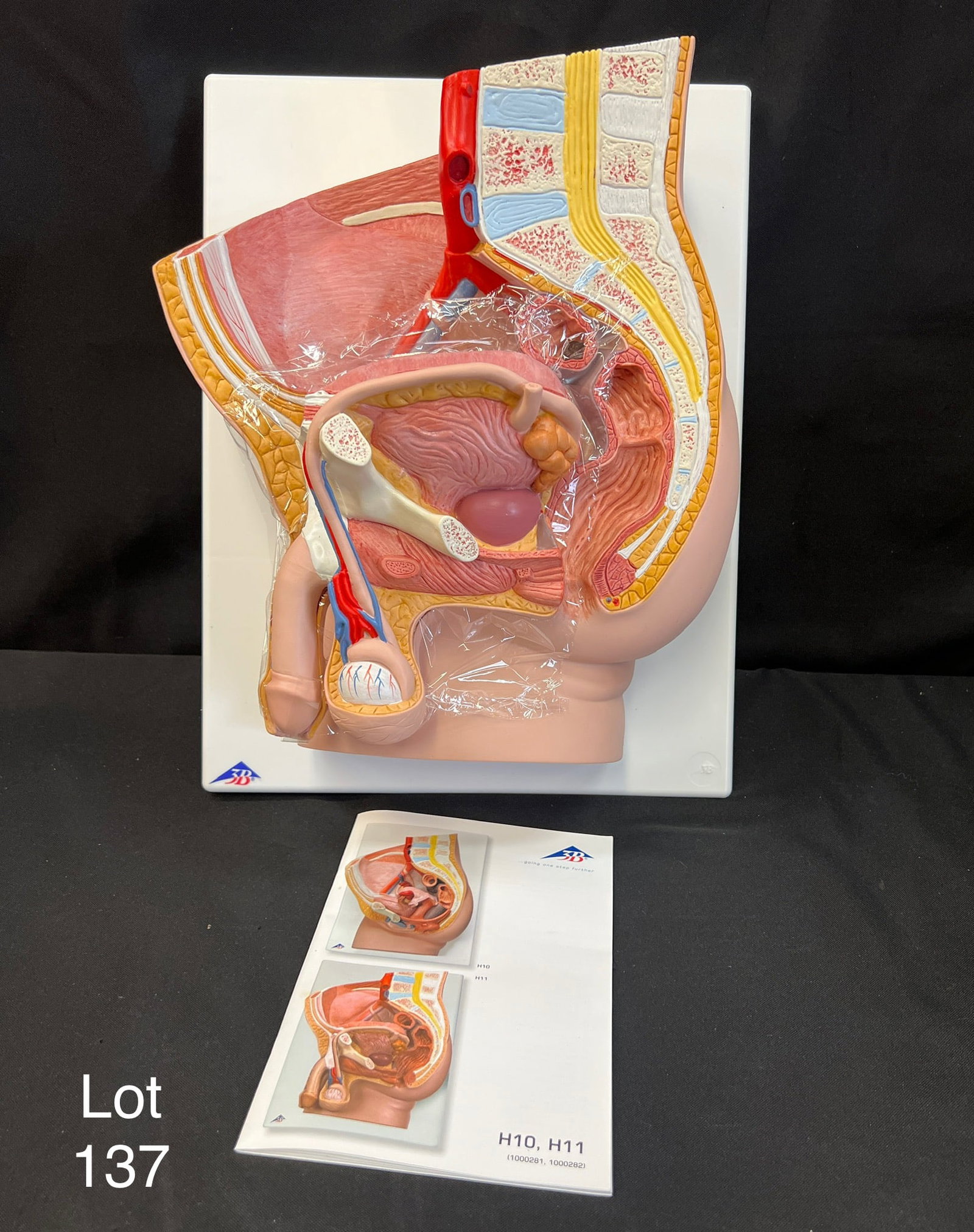 3B Scientific H11 Male Pelvis Model in Median Section, New: A 3B Scientific anatomical model of the male pelvis in median section. This model shows one half of male genital organs with bladder. The other half is removable to allow a more detailed viewing of th