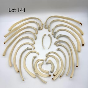Set of Twenty-Four Authentic Human Rib Bones