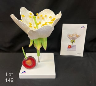 3B Scientific Cherry Blossom with Fruit T21019 Botanical Model, New