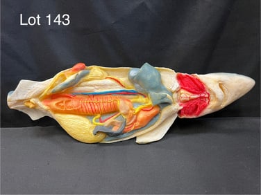 Vintage Model of Pregnant Dogfish Shark
