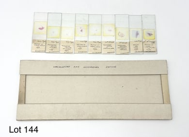 Microscope Slides of the Circulatory and Respiratory Systems From Early 20th Century