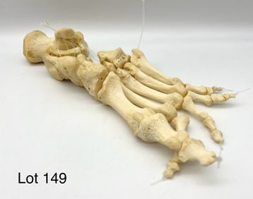Authentic Human Foot Skeleton / Bones - Right Articulated