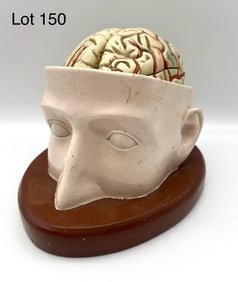 Vintage Denoyer Geppert Anatomical Model of Head w/ Removable Brain