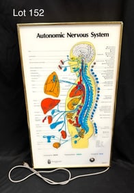 Vintage Visual Odyssey Autonomic Nervous System Light-Up Display Board