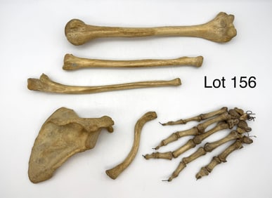 Antique Full Human Arm Skeleton