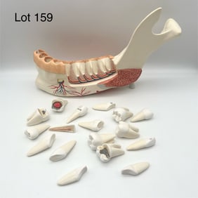 3B Scientific Advanced Half Lower Jaw w/Teeth, New