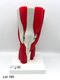 Human Knee Joint Model w/ Removable Parts