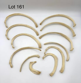 Set of Twelve Authentic Human Rib Bones