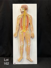 Human Nervous System Model 1/2 Life-Size