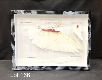 3B Scientific Anatomical Model of Wing and Feathers of a Dove