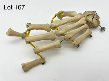 Authentic Partial Human Hand Skeleton / Bones - Left Hand
