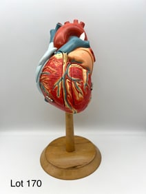 Signed Denoyer Geppert Autographed Anatomy Heart of America