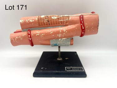 Vintage Wards Skeletal Muscle Fiber Model Myofibril Anatomical Histology