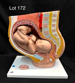 3B Scientific Pregnancy Pelvis Model Median Section - 40 Weeks