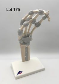 3B Scientific Hand Skeleton Model with Elastic Ligaments
