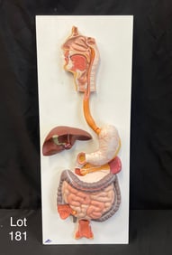 Human Digestive System Model