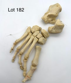 Authentic Articulated Human Right Foot Skeleton