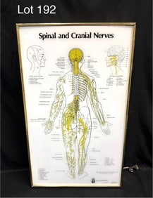 Vintage Visual Odyssey Spinal and Cranial Nerves Display Board