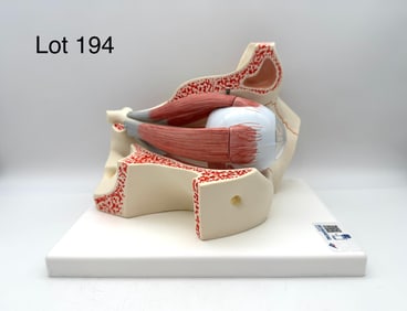3B Scientific F13 Human Eye Anatomical Model