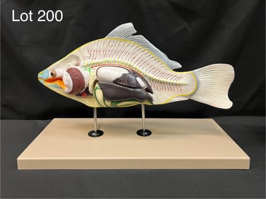 Eisco Carp Fish Model