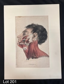 Antique Scientific Print of "The Head" by William George Thomas Bagg (1804-1869)