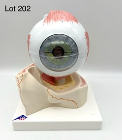 3B Scientific Eye Model on Bony Orbit Base, New