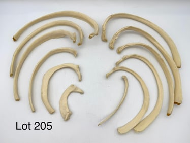 Set of Twelve Authentic Human Rib Bones