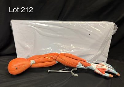 Axis Scientific Muscular Arm Anatomy Model