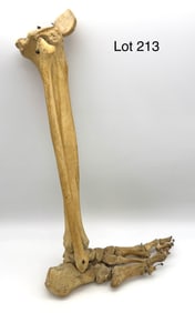 Antique Human Partial Leg and Foot Skeleton
