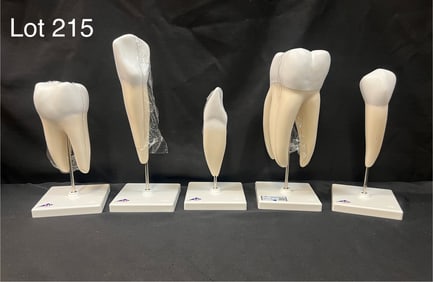 3B Scientific Human Tooth Model Set, New