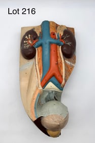 German Medical Museum Urinary System Anatomy Model
