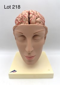 3B Scientific Human Brain Model w/ Arteries on Base of Head, 8 Part