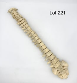 Authentic Human Spinal Column/Vertebrae