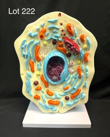 Walter Products B-10505 Animal Cell Model