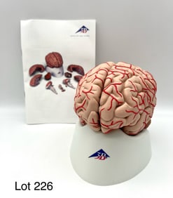 Human Brain Model w/ Arteries, New