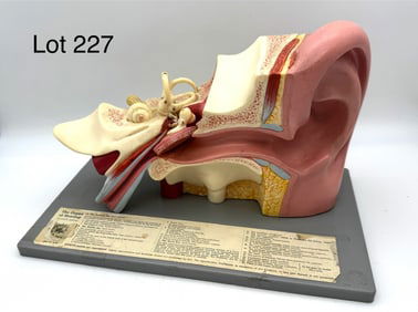 Somso DS3 Human Ear Anatomy Model