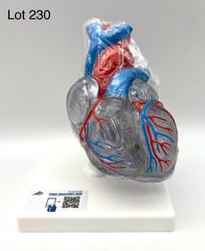 3B Scientific G08/3 Classic Human Heart Model with Conducting System, New