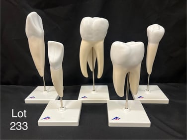 Human Tooth Models Set, New