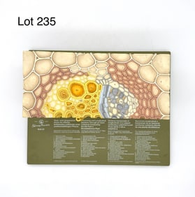 Somso Open Collateral Conducting Bundle of a Dicotyle Plant, BoS 22