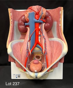 Dual Sex Urinary System Model, New