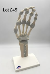 3B Scientific Hand Skeleton Model with Elastic Ligaments