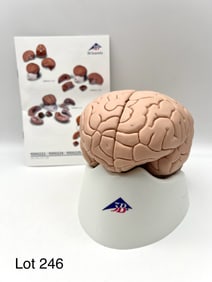 Four Part Human Brain Model, New