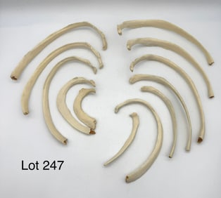 Set of Twelve Authentic Human Rib Bones
