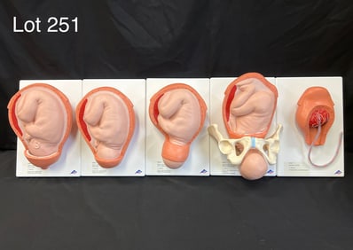 3B Scientific Birthing Process in 5 Stages