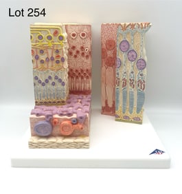 3B Scientific MICROanatomy Human Eye Model #F16