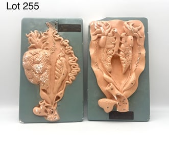 Pair of Mid 20th Century Jewell Models For Biology