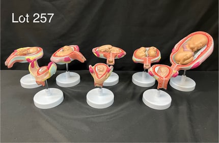 Walter Products Fetus Development Anatomical Model, New