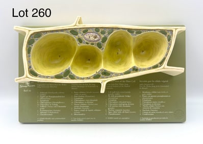 Somso Plant Cell Model, Enlarged 3000x