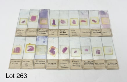 Selection of Early 20th Century Microscope Slides Including Issues Relating To Lungs